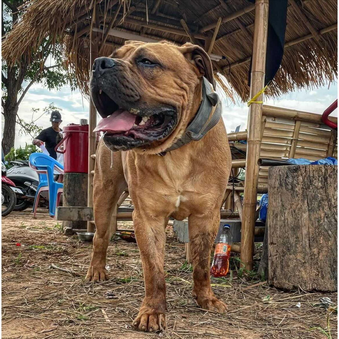 Dog Sport Collar | 7cm Grey