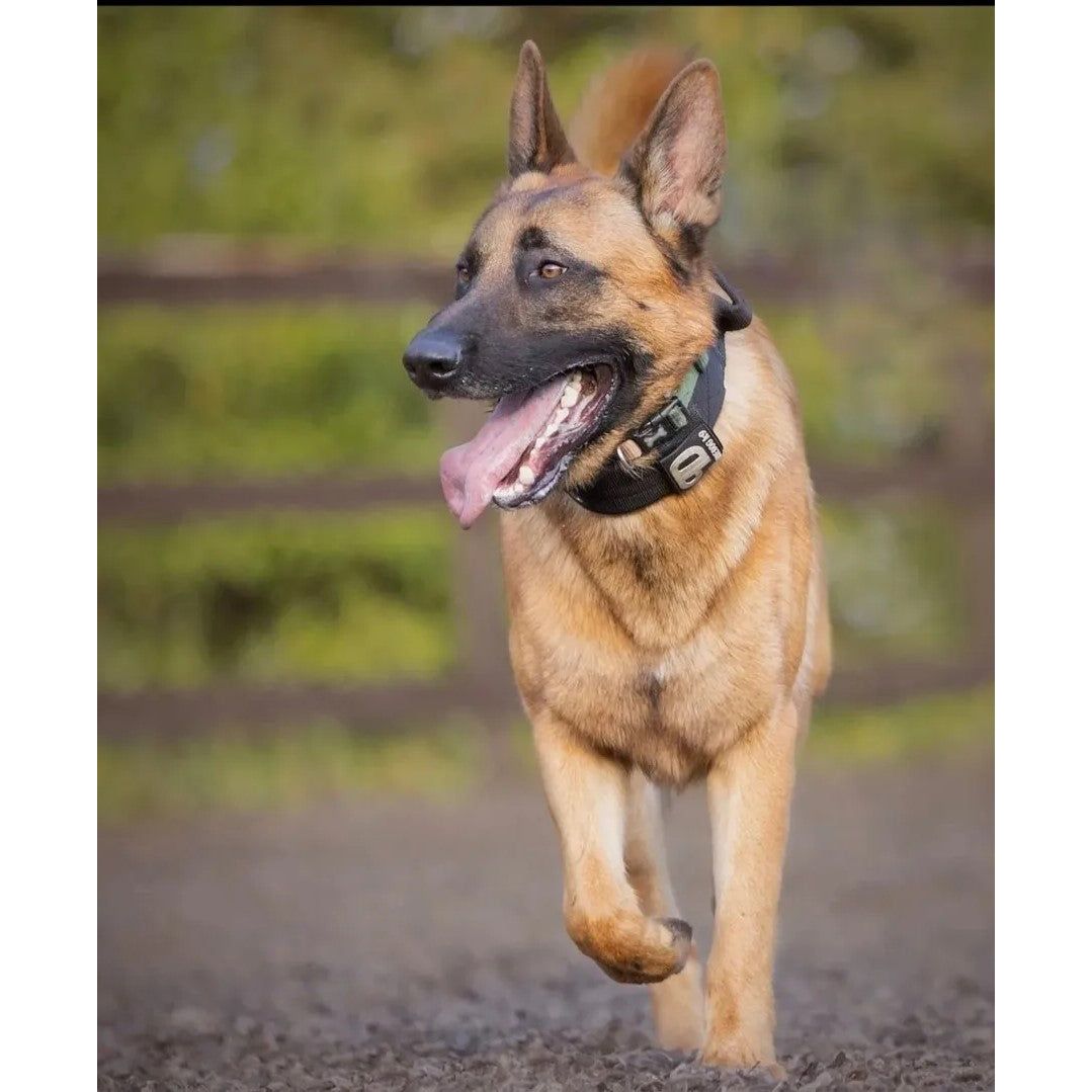 Dog Sport Collar | 7cm Black