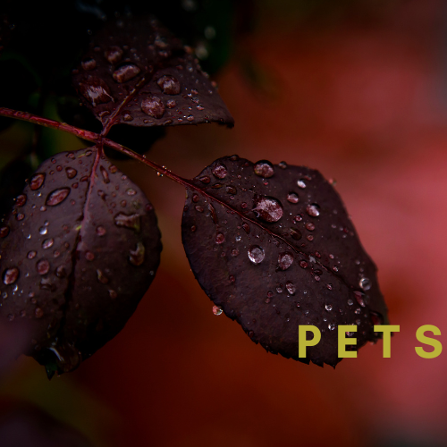 Pets