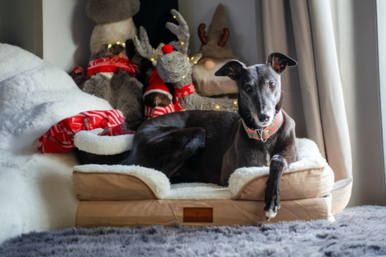 The Belgravia Orthopaedic Dog Sofa |  Medium