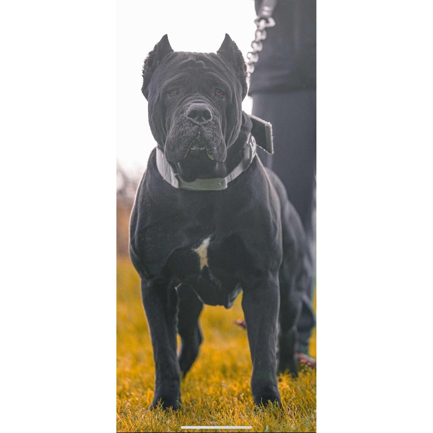 Dog Sport Collar | 7cm Grey