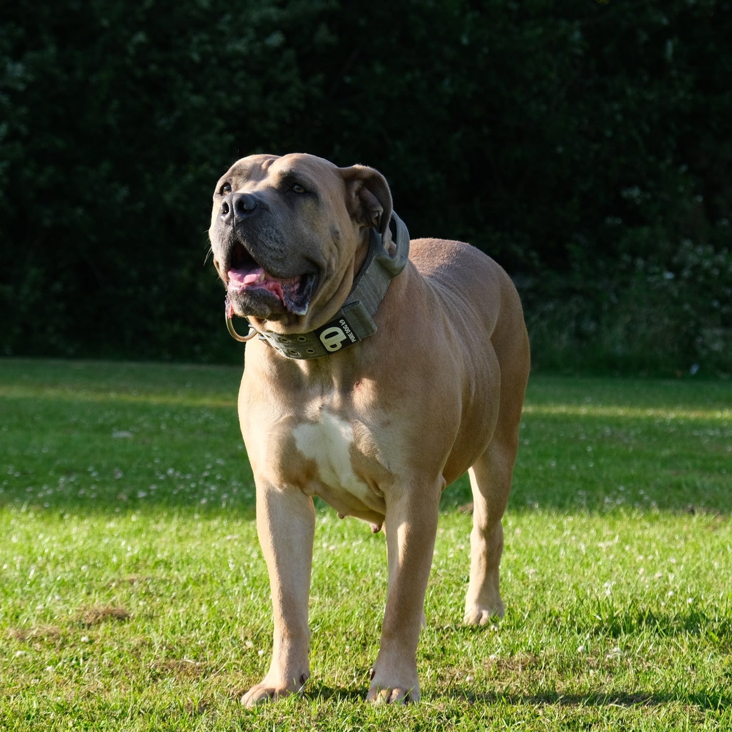 Dog Sport Collar | 7cm Grey