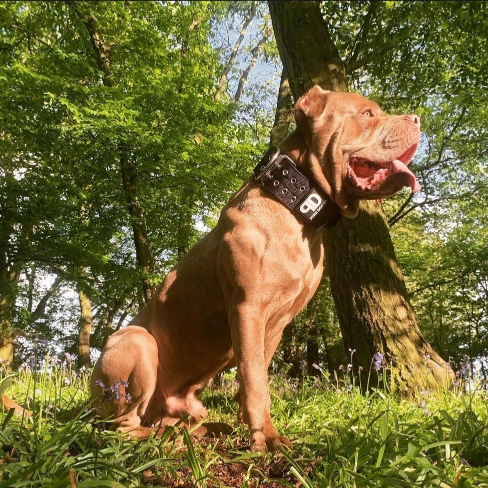 Dog Sport Collar | 7cm  Black