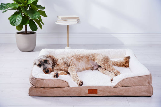 Dog Sofa | Belgravia Orthopaedic | Large | Removable Cover | Shop Online UK