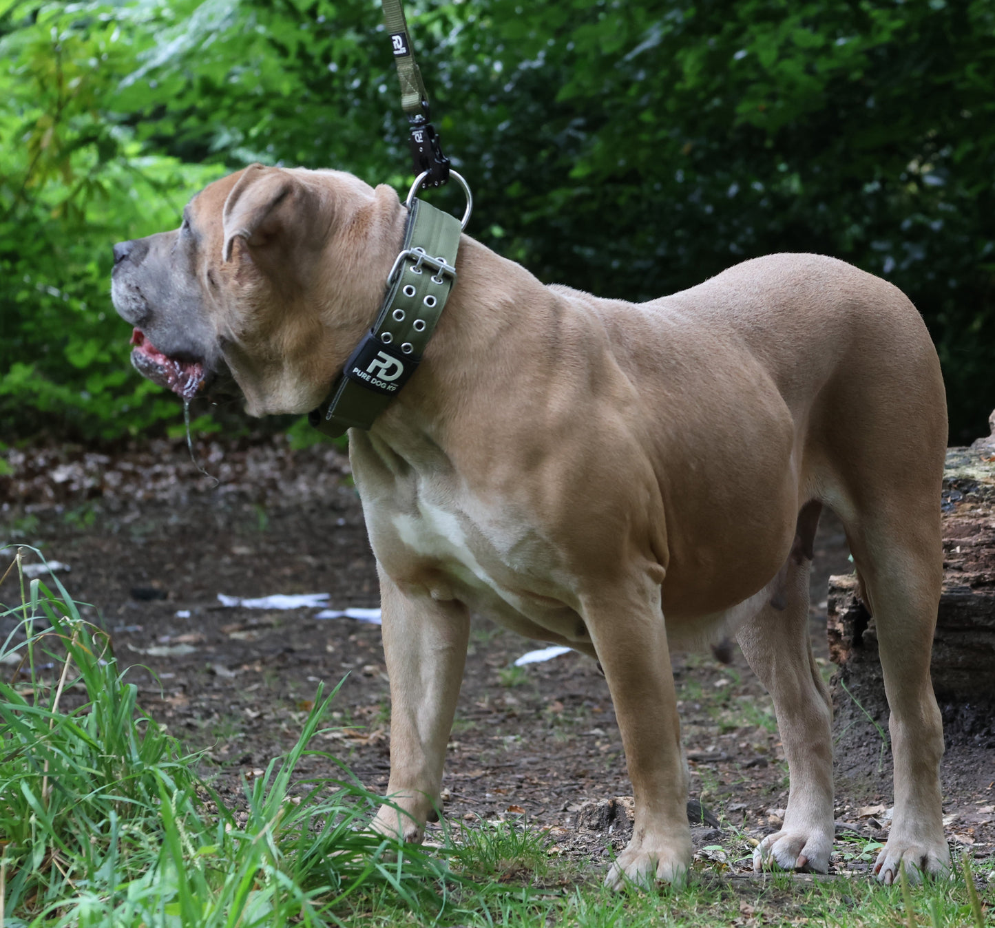 Dog Sport Collar | 5cm Khaki