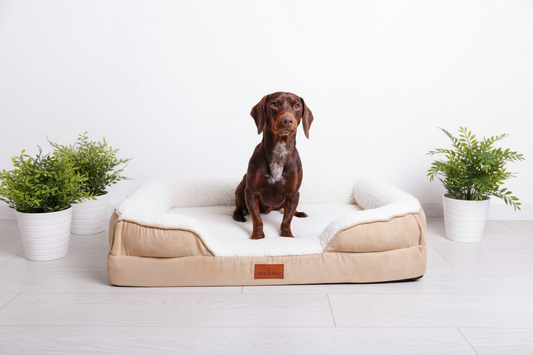 The Belgravia Orthopaedic Dog Sofa |  Medium