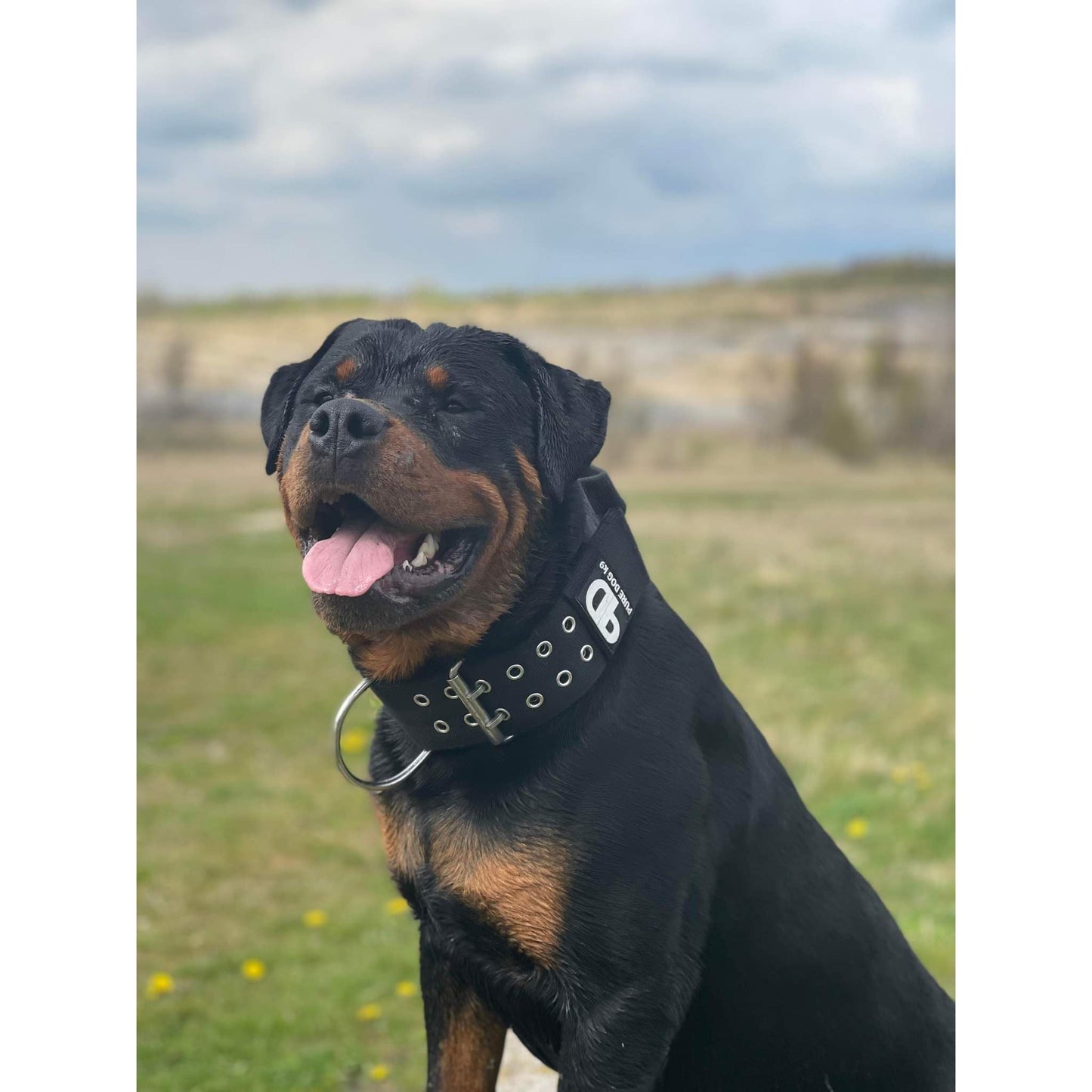 Dog Sport Collar | 7cm  Black